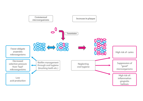 Figure 2: Toothpastes with hydroxylapatit help to keep the oral flora balanced (Meyer/ Enax 2018). Figure 2: Toothpastes with hydroxylapatit help to keep the oral flora balanced (Meyer/ Enax 2018).